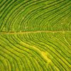 Tea Field Diamond Painting