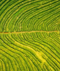 Tea Field Diamond Painting