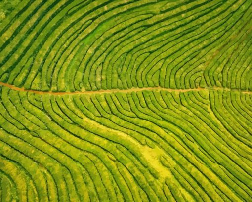 Tea Field Diamond Painting