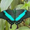 Teal Butterfly Diamond Painting