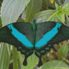 Teal Butterfly Diamond Painting