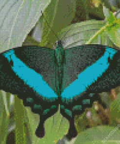 Teal Butterfly Diamond Painting