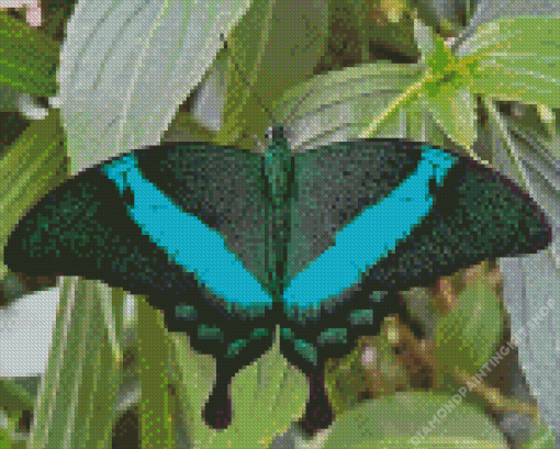 Teal Butterfly Diamond Painting