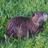 The Nutria Animal Diamond Painting