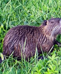 The Nutria Animal Diamond Painting