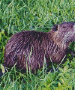 The Nutria Animal Diamond Painting