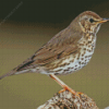 Thrush Bird Diamond Painting