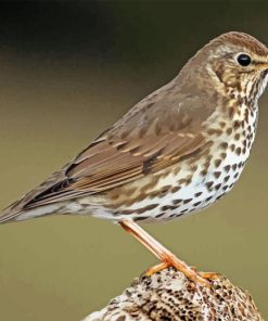 Thrush Bird Diamond Painting