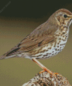 Thrush Bird Diamond Painting