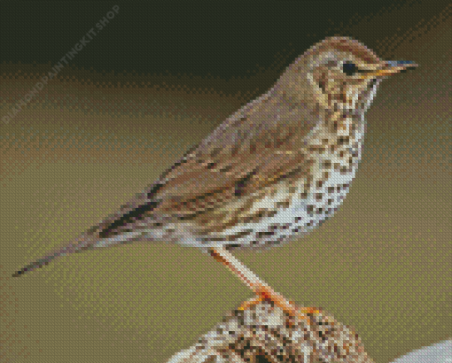 Thrush Bird Diamond Painting