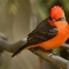 Vermilion Flycatcher Diamond Painting