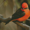 Vermilion Flycatcher Diamond Painting