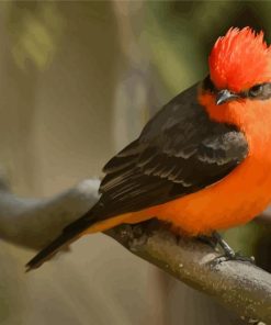 Vermilion Flycatcher Diamond Painting