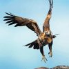 Wedge Tailed Eagle Diamond Painting