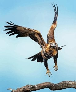 Wedge Tailed Eagle Diamond Painting