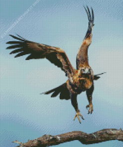 Wedge Tailed Eagle Diamond Painting