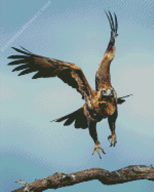 Wedge Tailed Eagle Diamond Painting