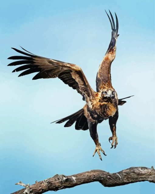 Wedge Tailed Eagle Diamond Painting