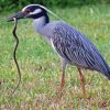 Yellow Crowned Night Heron Diamond Painting