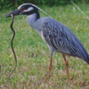 Yellow Crowned Night Heron Diamond Painting