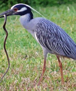 Yellow Crowned Night Heron Diamond Painting