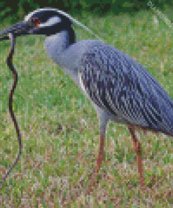 Yellow Crowned Night Heron Diamond Painting