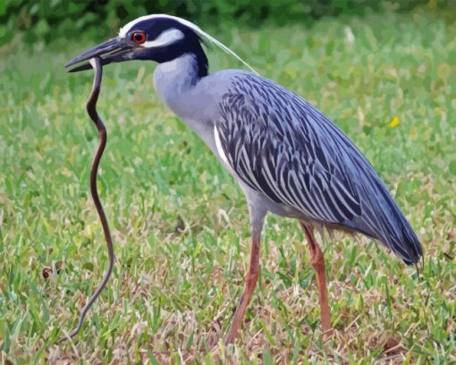 Yellow Crowned Night Heron Diamond Painting