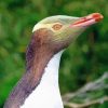 Yellow Eyed Penguin Diamond Painting