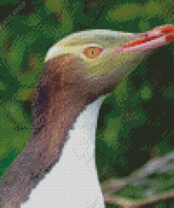 Yellow Eyed Penguin Diamond Painting