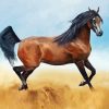 Arabian Horse Diamond Painting