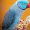 Blue Indian Ringneck Bird Diamond Painting