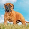 Bullmastiff Diamond Painting