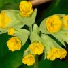 Cowslip Diamond Painting