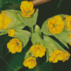 Cowslip Diamond Painting