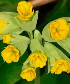 Cowslip Diamond Painting