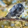 Dead Tree and Raven Diamond Painting