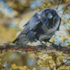 Dead Tree and Raven Diamond Painting