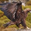 Golden Eagle Bird Diamond Painting