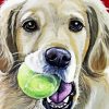 Golden Retriever Diamond Painting