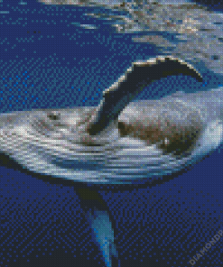 Humpback whale Diamond Painting