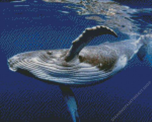 Humpback whale Diamond Painting