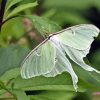 Luna Moth Diamond Painting