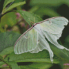 Luna Moth Diamond Painting