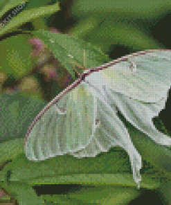 Luna Moth Diamond Painting