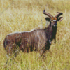 Nyala Diamond Painting