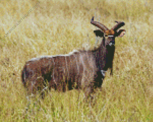 Nyala Diamond Painting