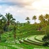 Palm Trees in Rice Fields Diamond Painting