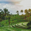 Palm Trees in Rice Fields Diamond Painting