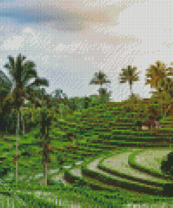 Palm Trees in Rice Fields Diamond Painting