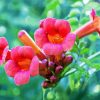 Pink Trumpet Vine Flowers Diamond Painting